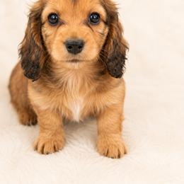 Clifford - Red male Dachshund puppy in Statesville, North Carolina from Lakeside Dachshunds
