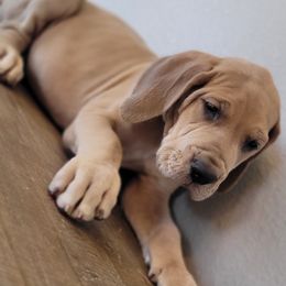 Great Dane Puppies from Bellaire Great Danes