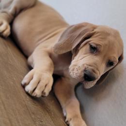 Great Dane Puppies from Bellaire Great Danes