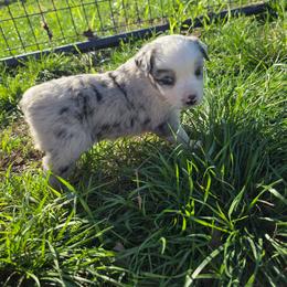 Destiny - Blue merle female Miniature Australian Shepherd puppy in Leonard, Texas from Tin Roof Aussies