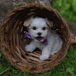 Companion Cross, Mal-Shi, Maltese, Maltipoo, Morkie, and Shih Tzu Puppies from Seeking Shalom Acres Maltese, Maltipoos & Havamalts