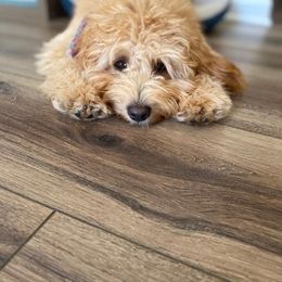 Goldendoodle Puppies from Coal Country Doodles