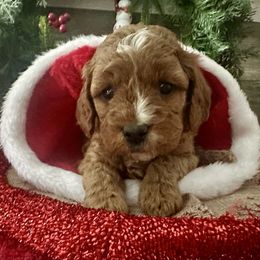 Joy - Red female Cavapoo puppy in Camden, Michigan from FurEver Friends Finder