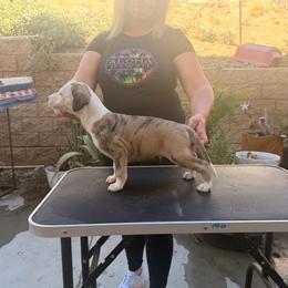 Cash - Fawn brindle male Whippet puppy in Menifee, California from Wonderstruck