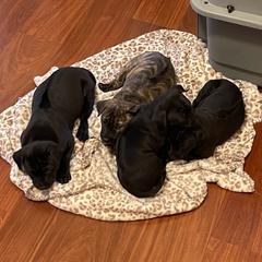 Vietnamese Phu Quoc Ridgeback Puppies from Phu Quoc Ridgebacks of Mississippi