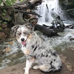Miniature American Shepherds from Burton's Mini American Shepherds