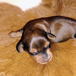 Dachshund All Grown Up from Bonner Miniature dachshunds
