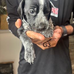 Girl 3 - Black roan female German Shorthaired Pointer puppy in Morriston, Florida from Golden Pointers
