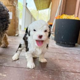Rally 2,000 - Tri-color male Bernedoodle puppy in Wamego, Kansas from Doodles of Oz