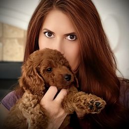 Goldendoodle Puppies from Ming’s Dynasty Doodles