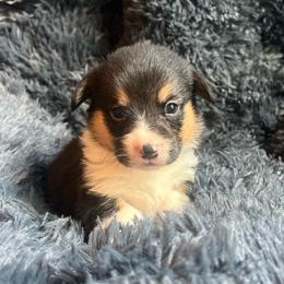 EP 2 - Black and tan male Pembroke Welsh Corgi puppy in Stockton, Iowa from Infinity Corgis