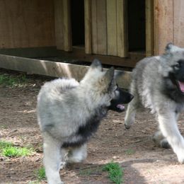 Shiloh Shepherd Puppies from Solace Shilohs