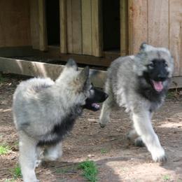 Shiloh Shepherd Puppies from Solace Shilohs