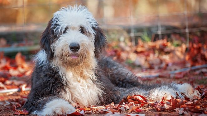 Old English Sheepdog