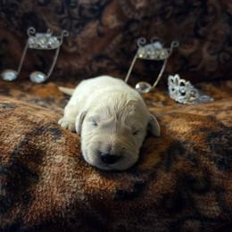 Willow Girl 4 - Light golden female Golden Retriever puppy in Niles, Michigan from Composer Goldens
