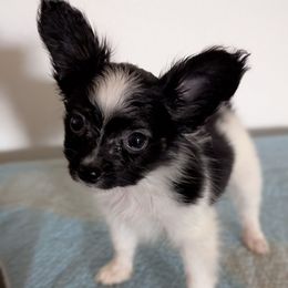Ravyns Boy 3 - White black and tan male Papillon puppy in Joshua, Texas from Summertime Kennels