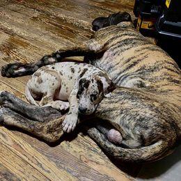 Great Dane Puppies from Grace Redeemed Danes