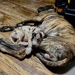 Great Dane Puppies from Grace Redeemed Danes