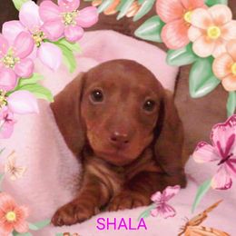 Dachshund Puppies from I DREAM OF DOGS