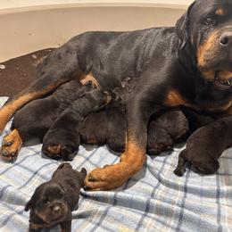 Rottweiler Puppies from Bella Bowe Champion Import Rottweilers