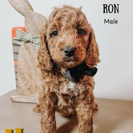 Ron - Red  male Goldendoodle puppy in Hilton, New York from The House of Goldendoodle