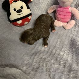 Girl 2 - Brown Poodle puppy in Georgia from Poodle Dreams