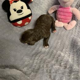 Girl 2 - Brown Poodle puppy in Georgia from Poodle Dreams