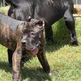 Girl3 - Chestnut brindle female Cane Corso puppy in Granbury, Texas from Revolutions Kennel
