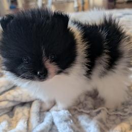 Jess - Black parti female Pomeranian puppy in Danielsville, Georgia from PassionatePomPoms