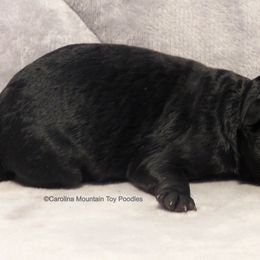 Poodle Puppies from Carolina Mountain Toy Poodles