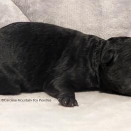Poodle Puppies from Carolina Mountain Toy Poodles