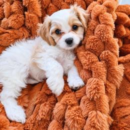 Light Blue - Oakley - male Cavapoochon puppy in Kountze, Texas from CaviCajun Kennels