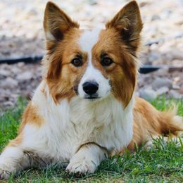 Foxy - Pembroke Welsh Corgi