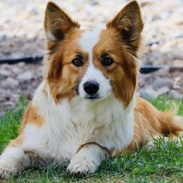 Foxy - Pembroke Welsh Corgi