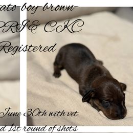 Dachshunds from Gest House Puppies