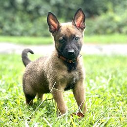 Belgian Malinois, German Shepherd, and Working Dog Cross Puppies from Laeknir K9