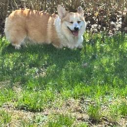 Nadia - Red female Pembroke Welsh Corgi puppy in Mcarthur, Ohio from Bentley Corgis LLC