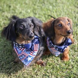 Dachshunds from Bear Creek Mini Dachshunds
