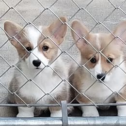 Pembroke Welsh Corgis from Peakaview Corgis