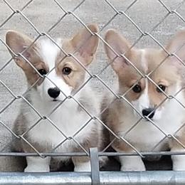 Pembroke Welsh Corgis from Peakaview Corgis