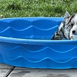 American Corgi and Pembroke Welsh Corgi Puppies from Caddeaux Corgis