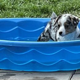 American Corgi and Pembroke Welsh Corgi Puppies from Caddeaux Corgis