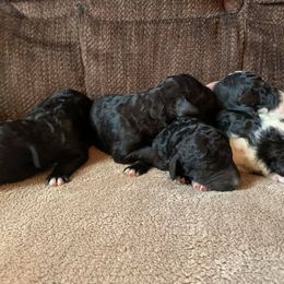 Bearded Retriever, Goldendoodle, and Labradoodle Puppies from Mimi’s Oodles of Doodles