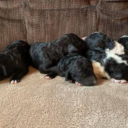 Bearded Retriever, Goldendoodle, and Labradoodle Puppies from Mimi’s Oodles of Doodles