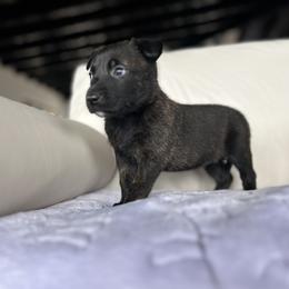 Dutch Shepherd Puppies from TecK9s