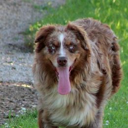 Tripp  - Australian Shepherd