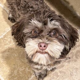 Luca - Havanese