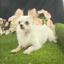 Tyler - Cream and white male Chihuahua puppy in Kentucky from Wawa Family Chihuahuas
