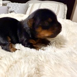 Yorkshire Terrier Puppies from Yorkie Fever