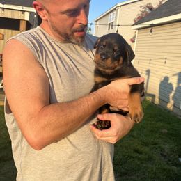 Rottweiler Puppies from Vom Haus Ayers Rottweilers